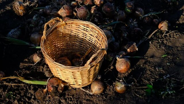 collects onions in a basket in the garden. Selective focus.