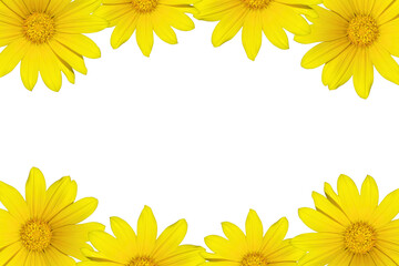 yellow flowers border isolated on transparent background