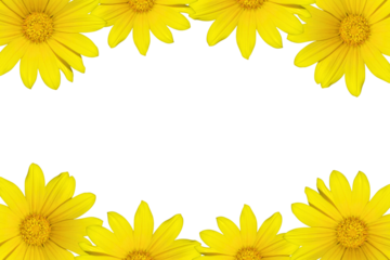 yellow flowers border isolated on transparent background