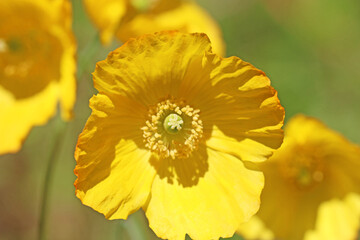 Yellow poppy flower in close up