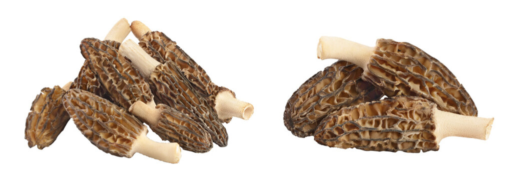 raw morel mushroom isolated on white background with full depth of field