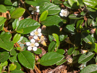 white flowers on a ground creeper