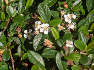 white flowers of a creeper