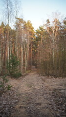 Drzewa i przyroda w lesie