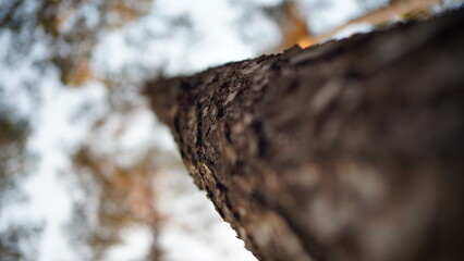 Drzewa i przyroda w lesie © Mateusz