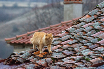 a cat on the tiles