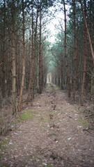 Fototapeta premium Drzewa i przyroda w lesie