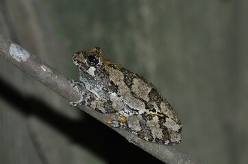 Cope's Gray Treefrog, Alabama