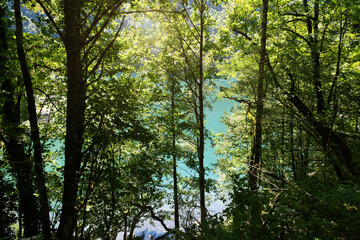 Fototapeta premium Natural landscape. View of Lake Ritsa through the trees. Ritsa National Park, Abkhazia