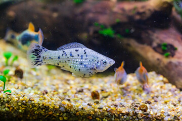 Dalmatian mollyy. Black and white molly fish swimming between plants in an aquarium.