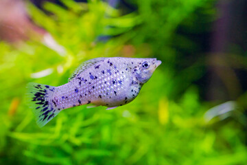 aquarium fish molly white with black spots. Dalmatian mollyy