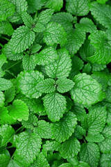 Background material photo of lush, fresh green leaves close up