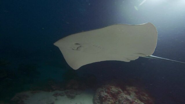 Common ray swimming on sea bottom close up. Stingray on seabed close view. Exploring marine life underwater, scuba diving in coral reef