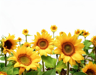 Fototapeta premium Beautiful field of sunflowers, generative AI 