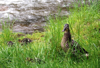 Entenmutter mit Küken am Dreisamufer in Freiburg