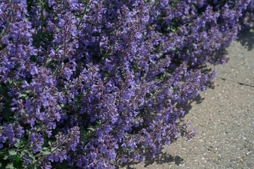 Obraz premium Perovskia atriplicifolia in bloom at an outdoor garden in spring