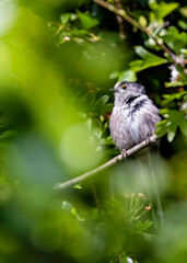 Long-tailed Tit (Aegithalos caudatus) - Commonly Found in Europe and Asia
