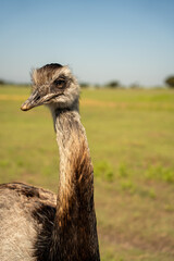 Emu side