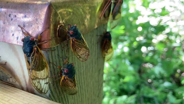 Periodical Cicadas from Brood XIII in the Midwest