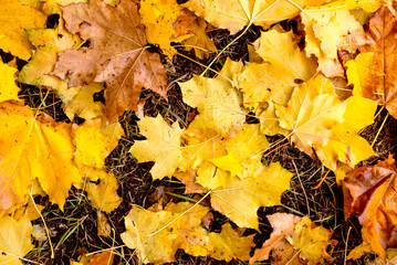 Autumn background with yellow leaves on ground in park. October landscape. November nature.