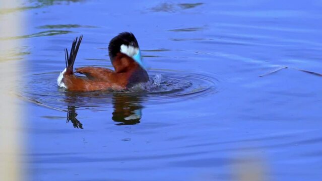 Capture of Ruddy Ducks in spring at Edmonton's lake. Watch male and female interact, court, feed, and swim. Ideal for nature lovers and bird watchers.
