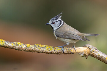 Czubatka (Lophophanes cristatus) © Grzegorz