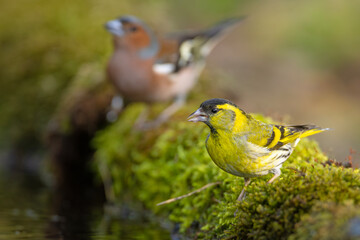 Czyż (Spinus spinus) © Grzegorz