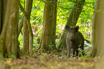 Dzik (Sus scrofa) © Grzegorz