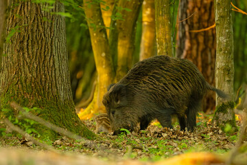 Dzik (Sus scrofa) © Grzegorz