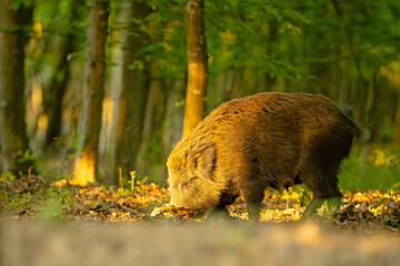 Dzik (Sus scrofa) © Grzegorz