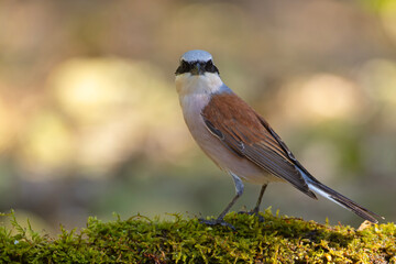 Gąsiorek (Lanius collurio) © Grzegorz
