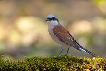 Gąsiorek (Lanius collurio) © Grzegorz