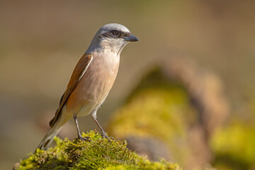 Gąsiorek (Lanius collurio) © Grzegorz