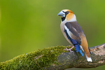 Grubodziób, pestkojad (Coccothraustes coccothraustes) © Grzegorz