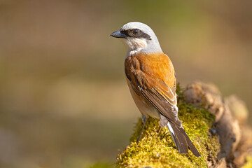 Gąsiorek (Lanius collurio) © Grzegorz