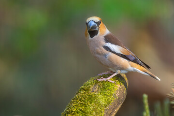 Grubodziób, pestkojad (Coccothraustes coccothraustes) © Grzegorz