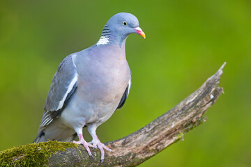 Grzywacz (Columba palumbus)