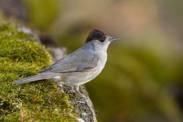 Kapturka (Sylvia atricapilla) © Grzegorz