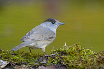 Kapturka (Sylvia atricapilla) © Grzegorz