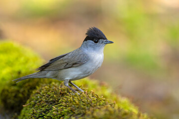 Kapturka (Sylvia atricapilla) © Grzegorz