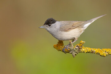 Kapturka (Sylvia atricapilla) © Grzegorz