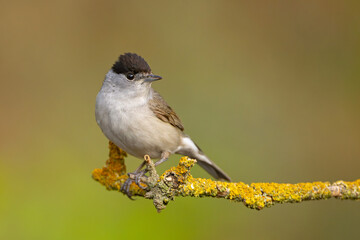 Kapturka (Sylvia atricapilla) © Grzegorz