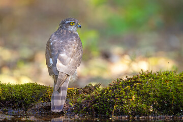 Krogulec (Accipiter nisus)