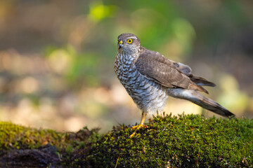 Krogulec (Accipiter nisus)