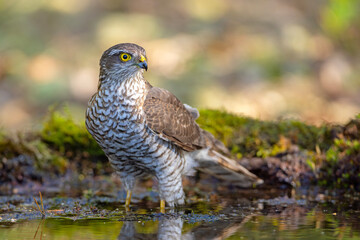 Krogulec (Accipiter nisus)