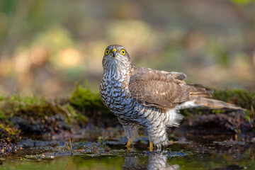 Krogulec (Accipiter nisus)