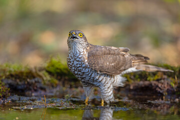 Krogulec (Accipiter nisus)