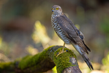 Krogulec (Accipiter nisus)