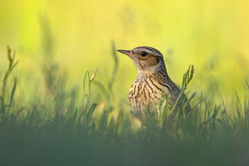 Lerka (Lullula arborea) © Grzegorz