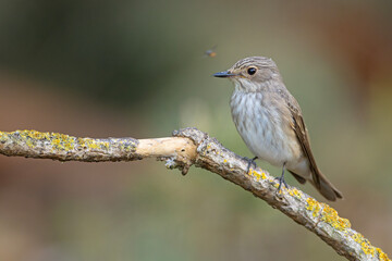 Muchołówka szara (Muscicapa striata)  © Grzegorz
